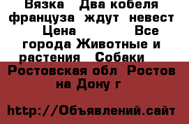  Вязка ! Два кобеля француза ,ждут  невест.. › Цена ­ 11 000 - Все города Животные и растения » Собаки   . Ростовская обл.,Ростов-на-Дону г.